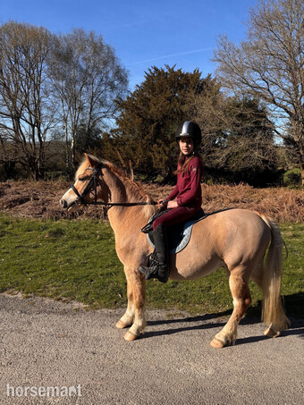 "Amrath Blue Angel" Palomino Gelding Pony Club Pony