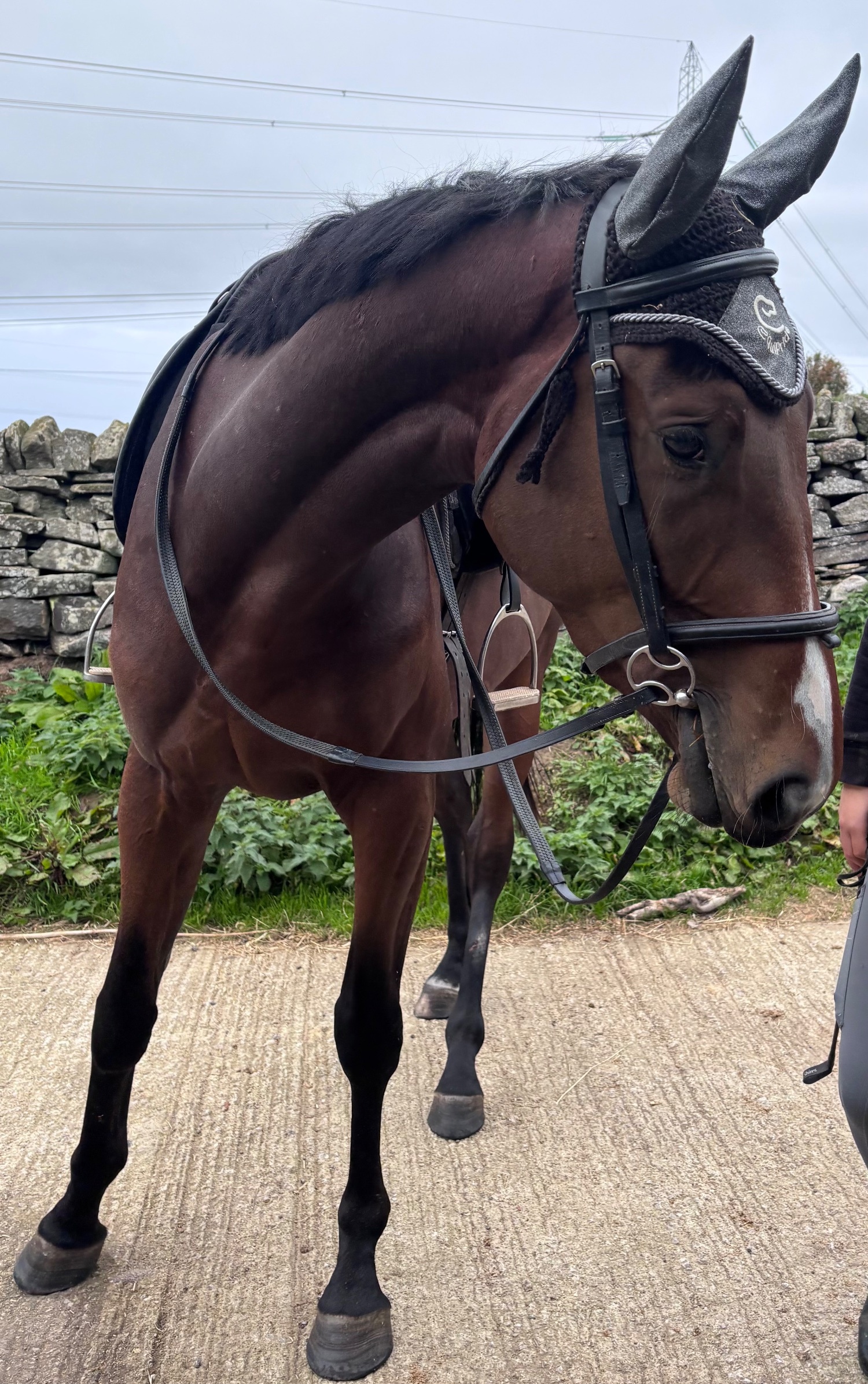 "Joey " Dark Bay Gelding All Rounder - All Rounders 