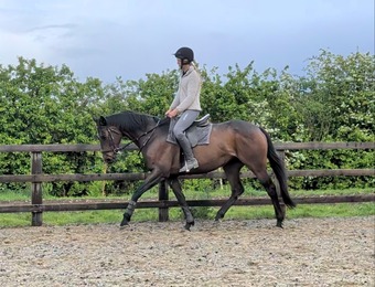 "Tribal News (Rae)" Bay Mare Ex Racehorse