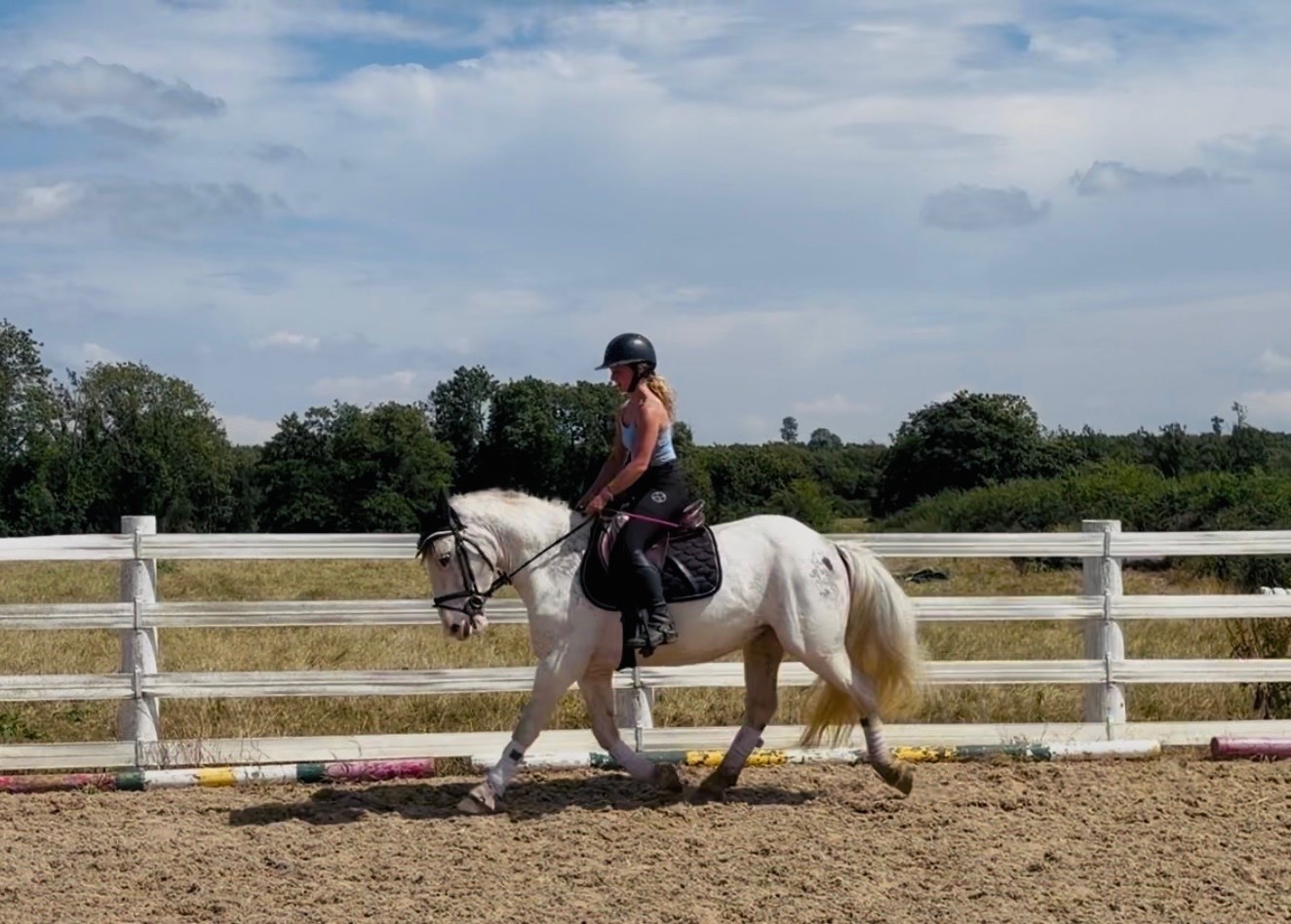 Schoolmasters  - "Sweetie" Fleabitten Grey Mare Schoolmaster