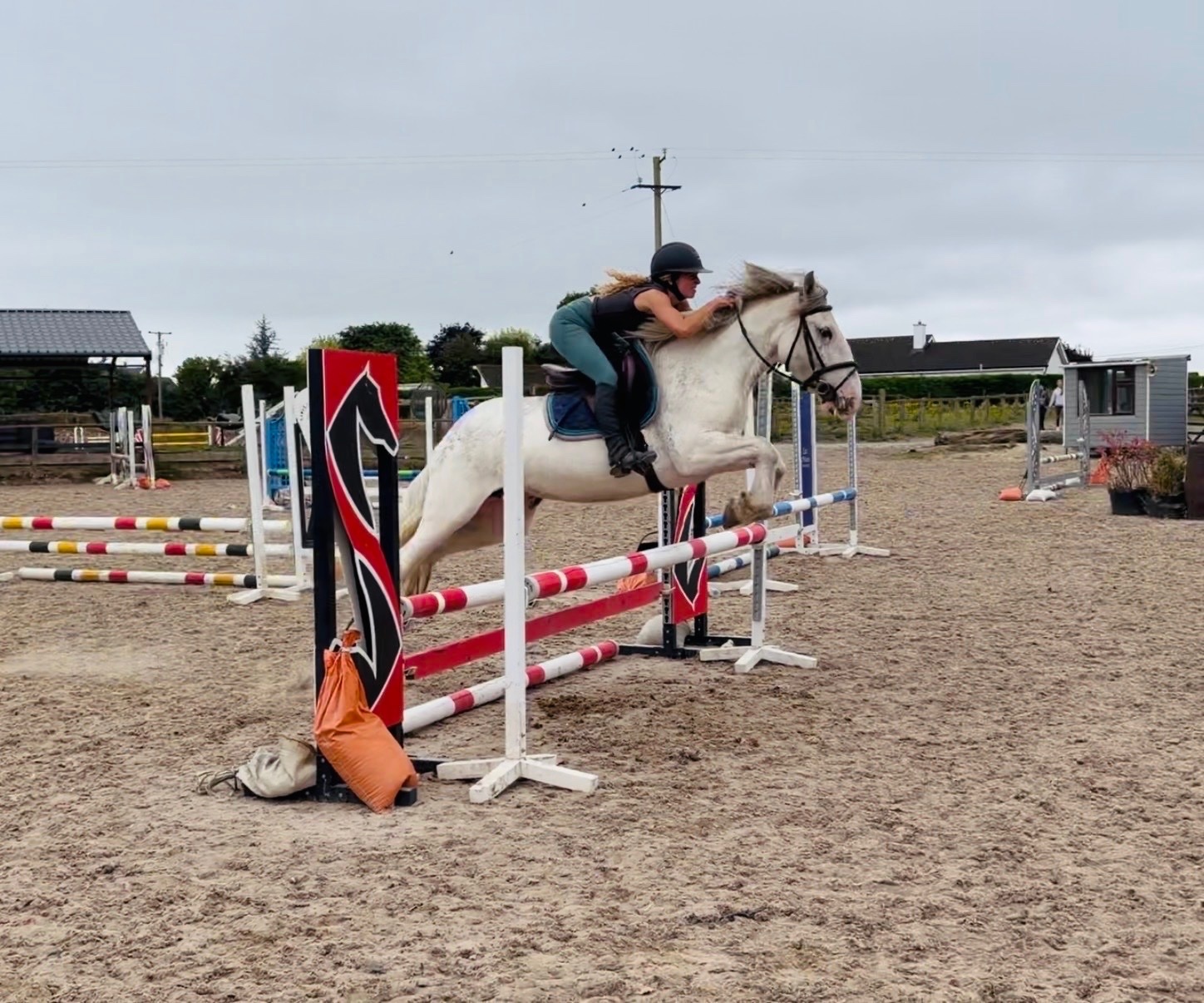 "Sweetie" Fleabitten Grey Mare Schoolmaster - Schoolmasters 