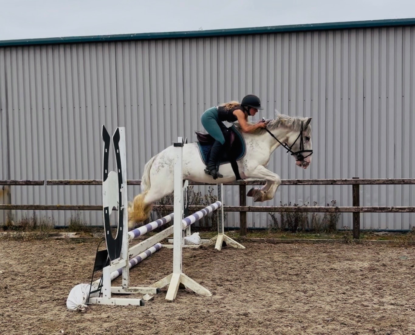 "Sweetie" Fleabitten Grey Mare Schoolmaster - 