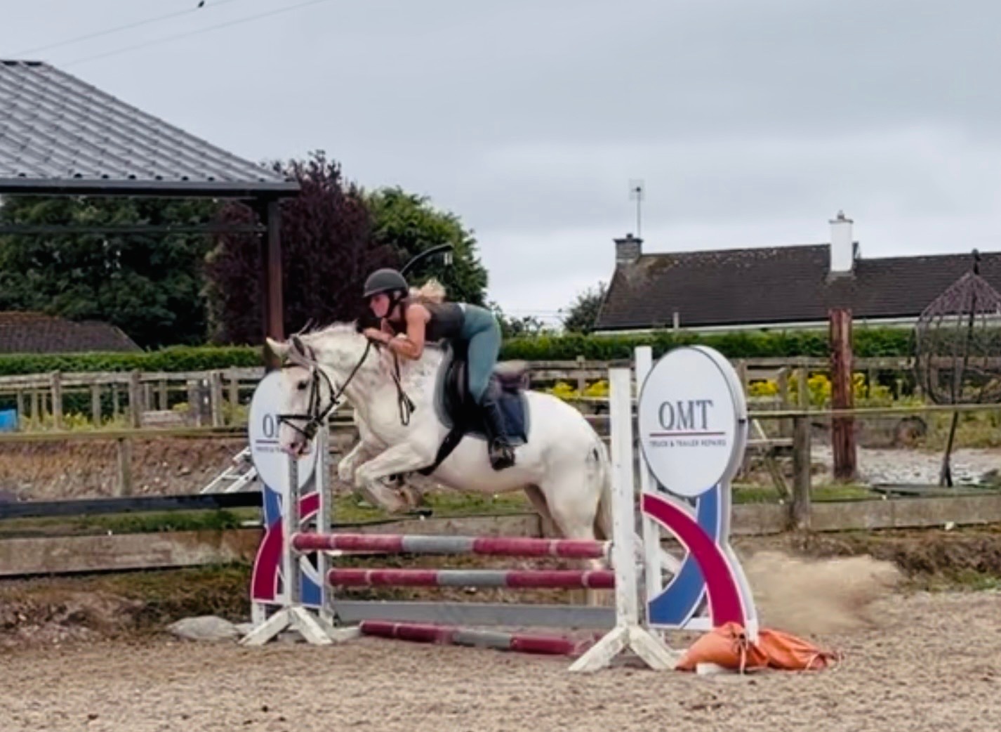 "Sweetie" Fleabitten Grey Mare Schoolmaster - Schoolmasters