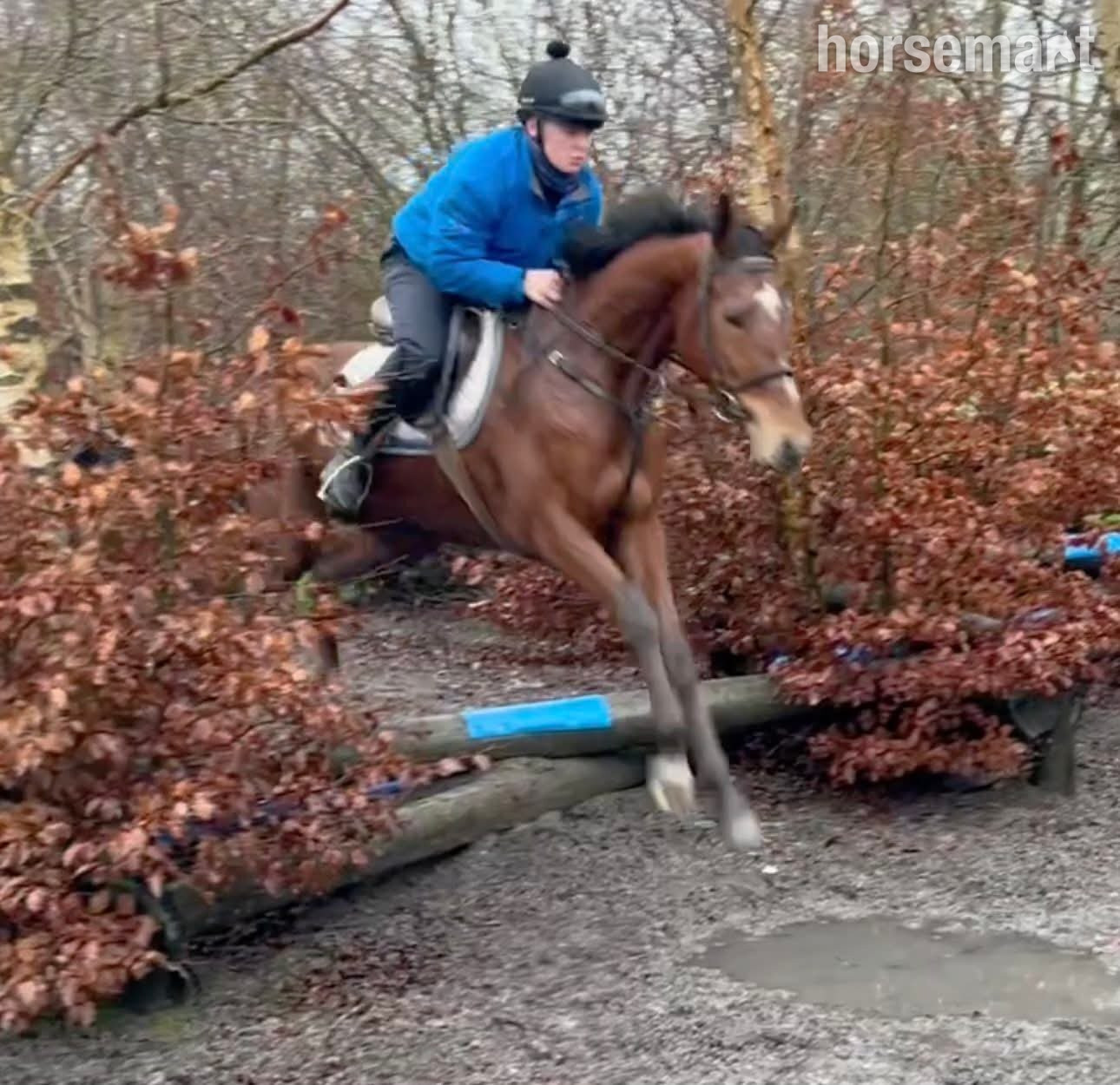 "Coco" Bay Mare Ex Racehorse - Ex Racehorses 