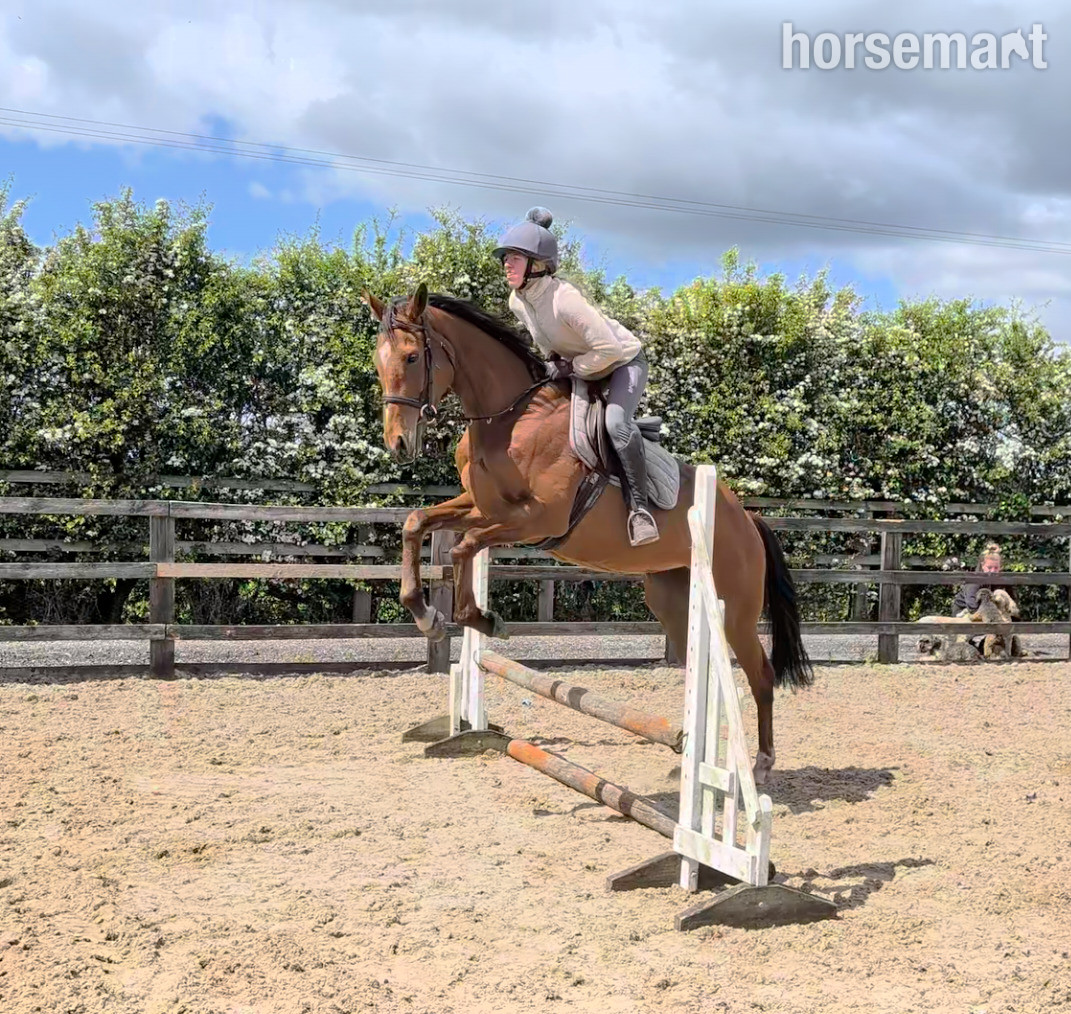 "Coco" Bay Mare Ex Racehorse - 