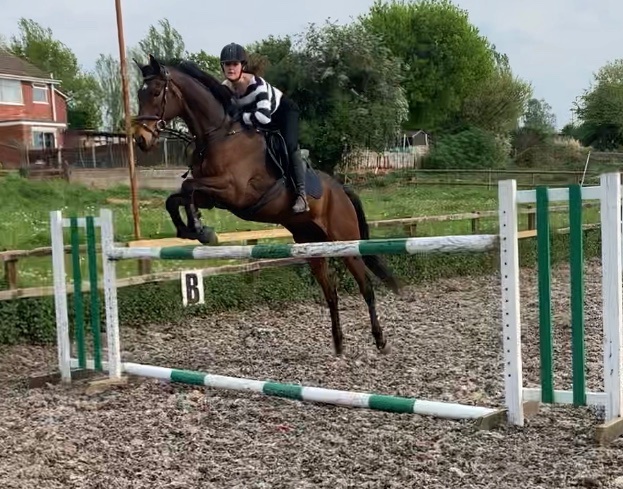 "Dernier Souffle " Bay Gelding All Rounder - All Rounders 