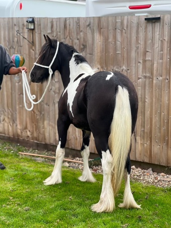 "THEOAKS PRETTY DIAMOND " Coloured Filly Cob/Heavy Horse