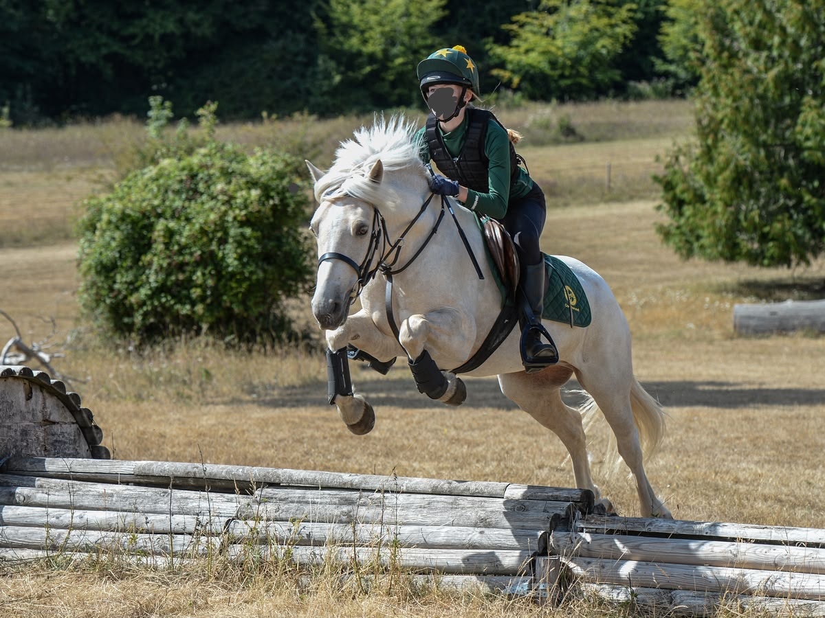 All Rounders  - "Casper" Palomino Gelding All Rounder