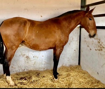 "" Bay Mare All Rounder