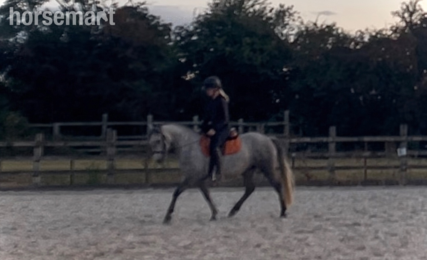 "Delilah " Dapple Grey Mare All Rounder - All Rounders