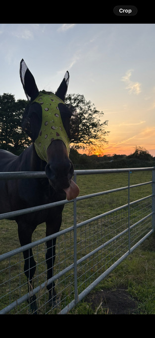 Jack for share, Pirbright 