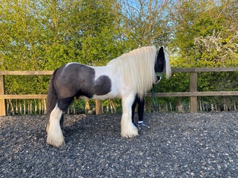 "" Piebald Gelding Cob/Heavy Horse