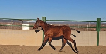 "" Bay Filly All Rounder