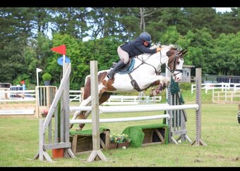 "The sapphire queen " Skewbald Mare All Rounder