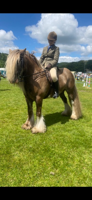 "Hermits Silver Fox" Other Colour Gelding Cob/Heavy Horse