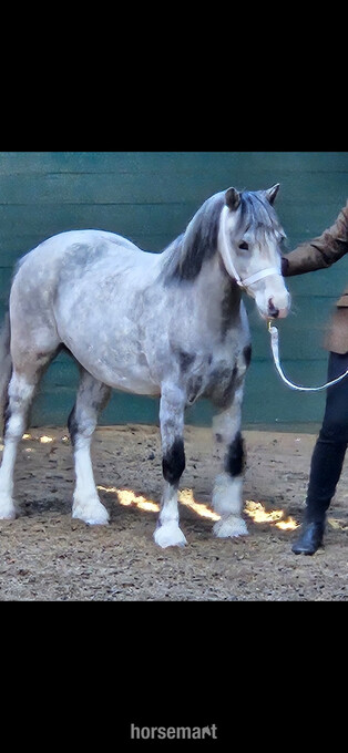 "Rhwngddwyafon Pipa " Grey Mare Lead Rein/First Ridden Pony