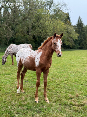 "Vienna rouge " Leopard Spot Filly Youngstock / Foal