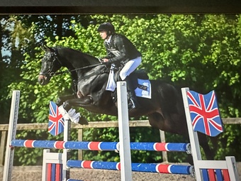 "Cedric " Bay Gelding Show Jumper