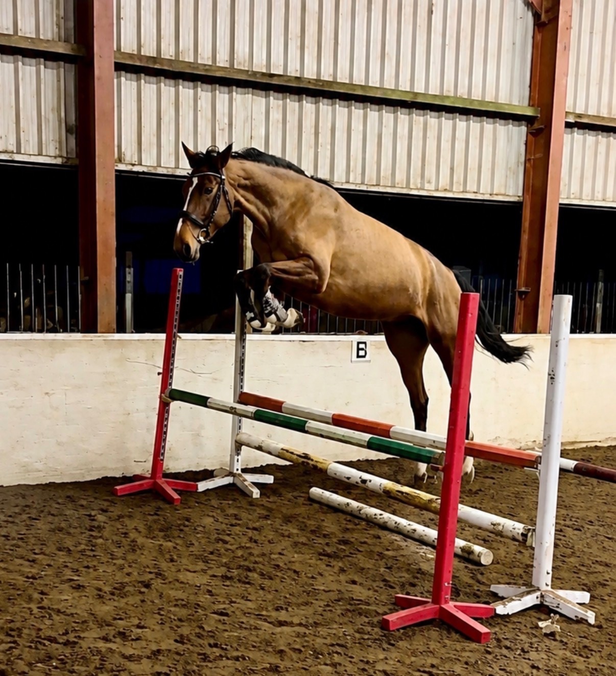 All Rounders  - "Spot on Gucci’s glory " Bay Mare All Rounder