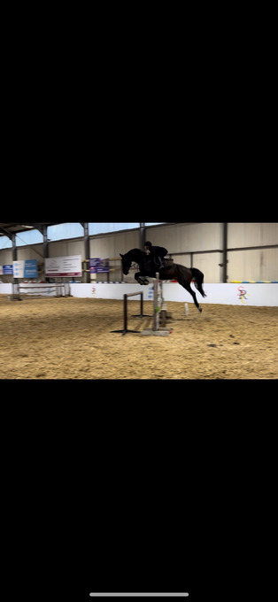"" Brown Gelding Show Jumper