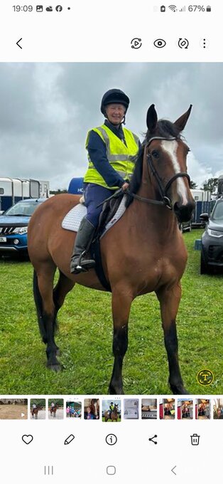 "Miss Melody Maker " Bay Mare Hunter