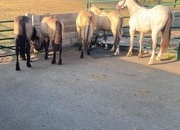 "3 Fillys 2 Geldings " Dun Filly Young Sport Horse