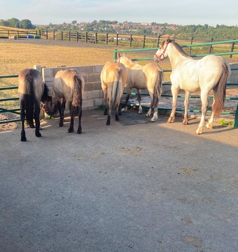 "3 Fillys 2 Geldings " Dun Filly Young Sport Horse