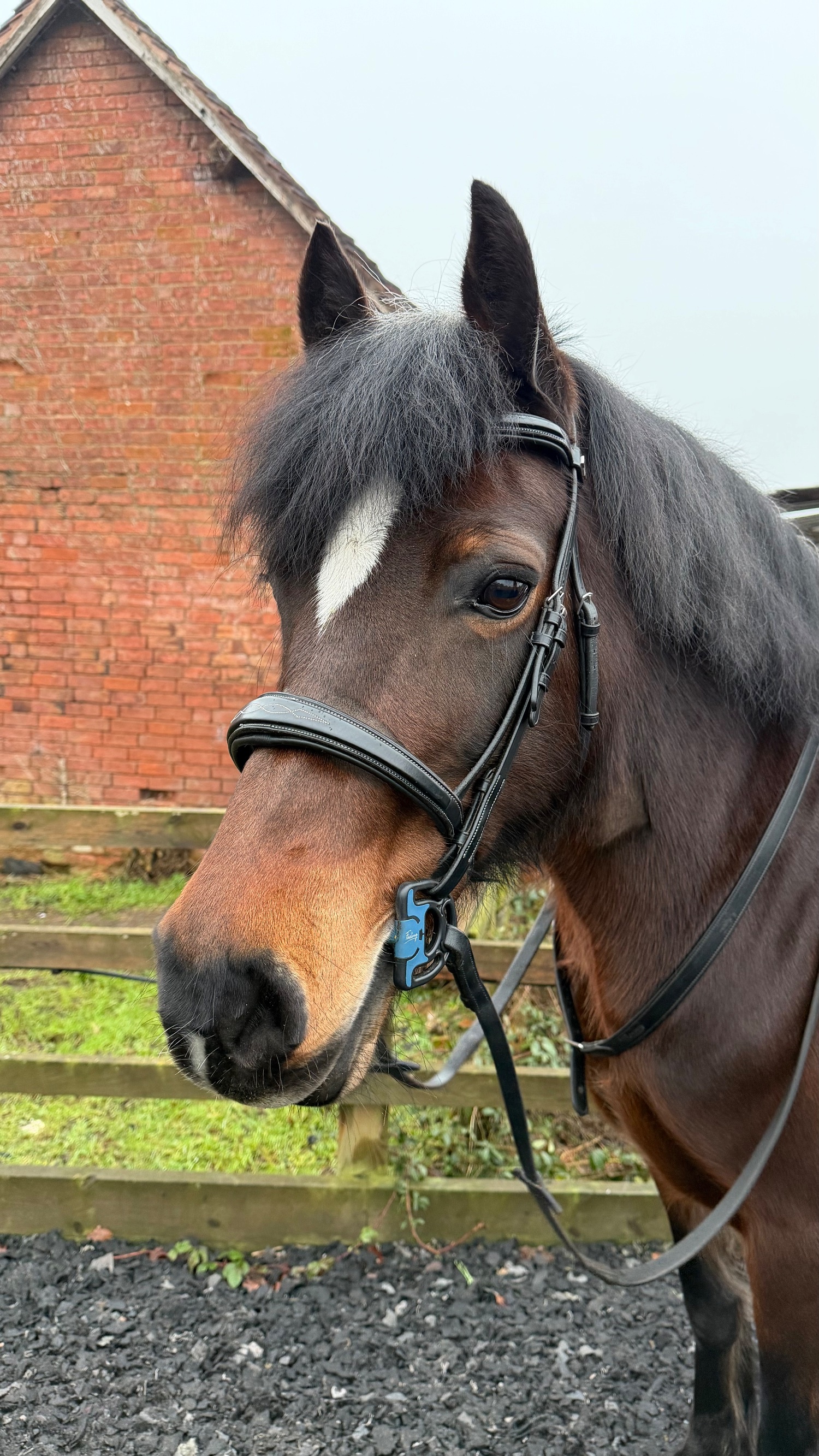 "Seren-Mai" Bay Mare All Rounder - All Rounders 