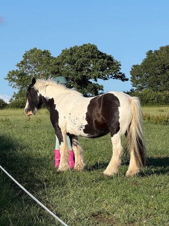 "Paisley" Piebald Mare Companion Horse