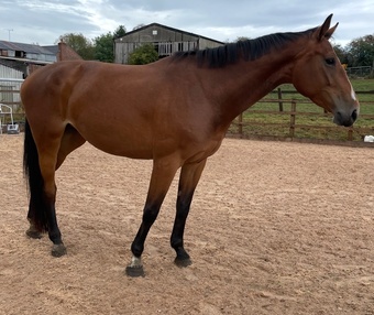 "Twinkle 4yr X Chacco Volo " Bay Mare Young Sport Horse