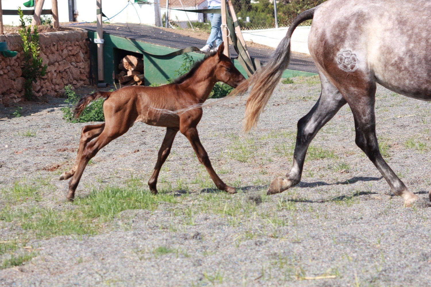 All Rounders  - "" Bay Colt All Rounder