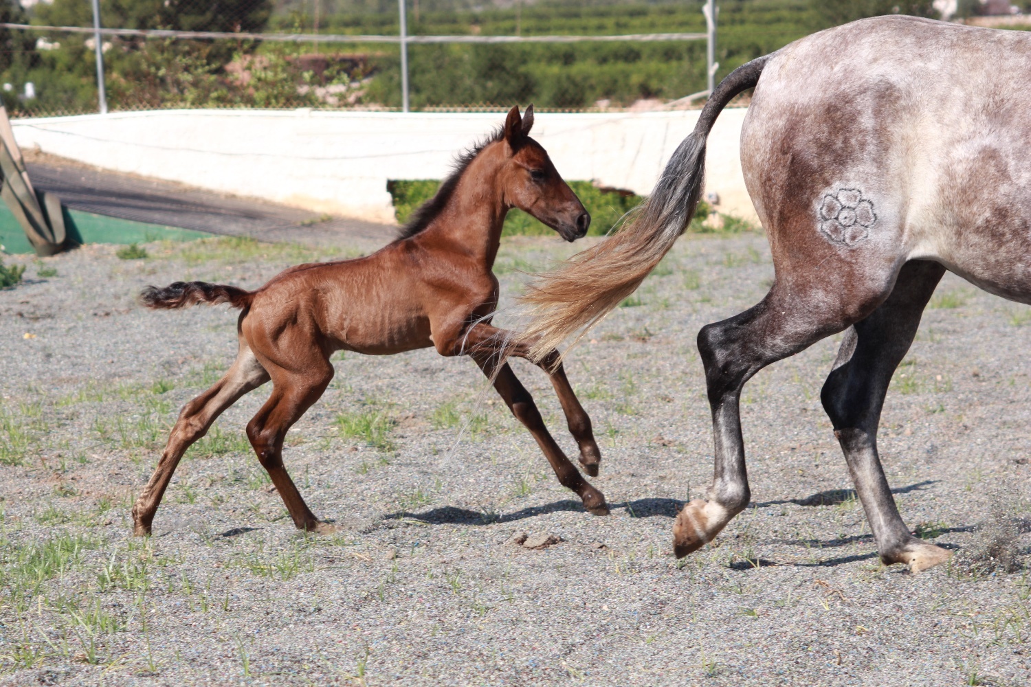 "" Bay Colt All Rounder - All Rounders 