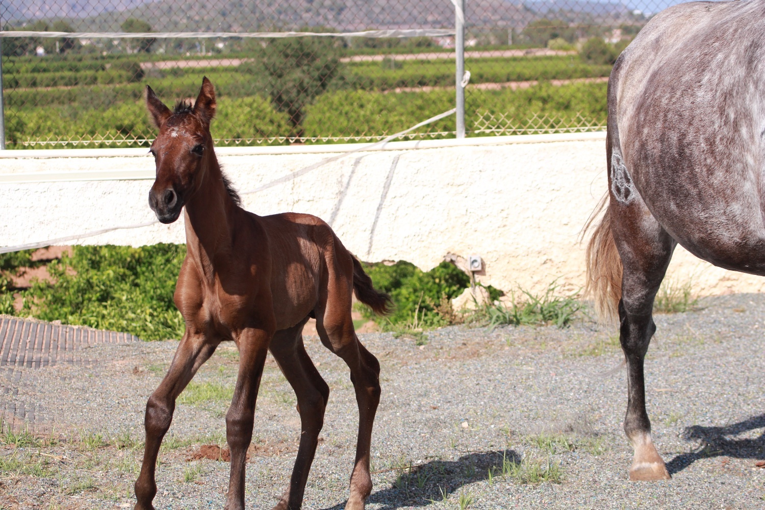 "" Bay Colt All Rounder - 