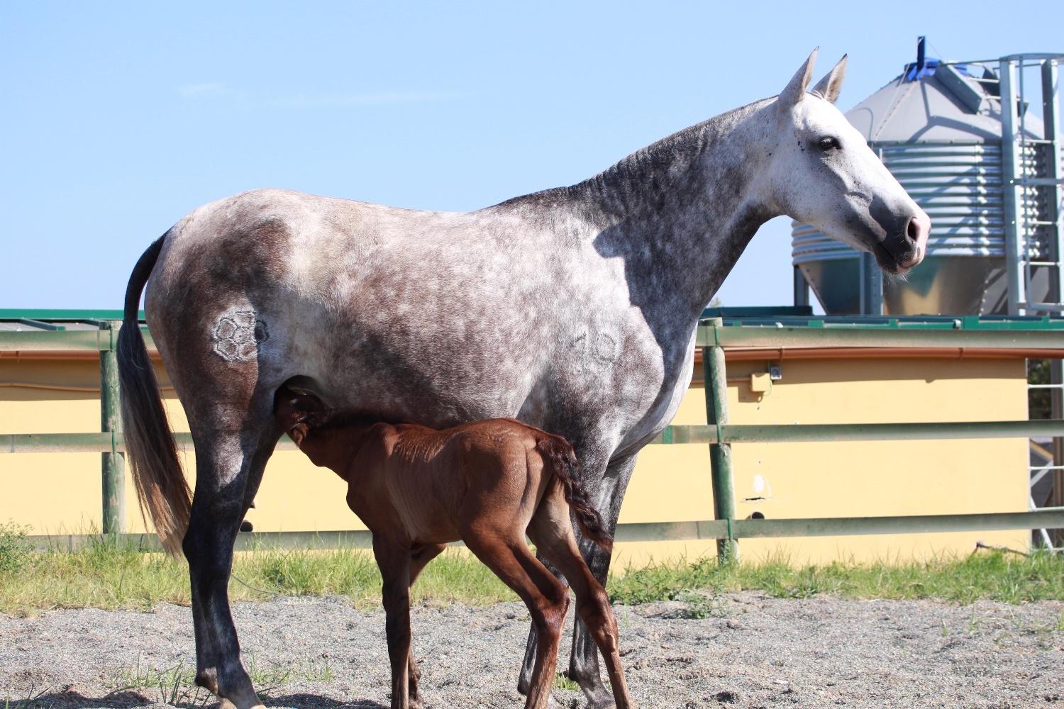 "" Bay Colt All Rounder