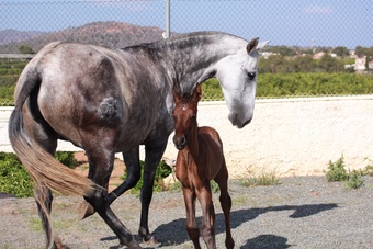 "" Bay Colt All Rounder