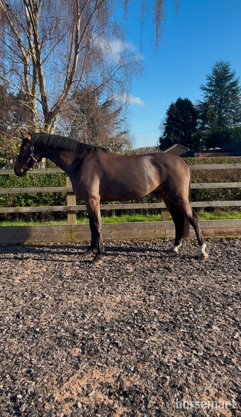 "" Bay Gelding All Rounder