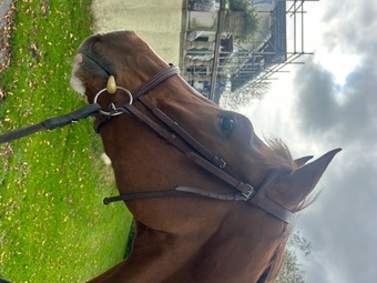 "Remi " Chestnut Gelding All Rounder