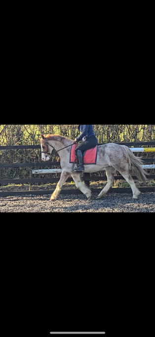 "MERANTUM MISS MARKLE" Roan Mare All Rounder