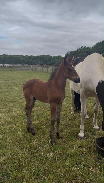 "Apollo " Brown Colt Youngstock / Foal