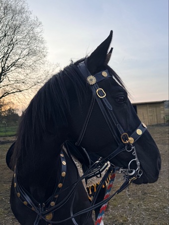 "Welford silhouette " Black Stallion Stallion