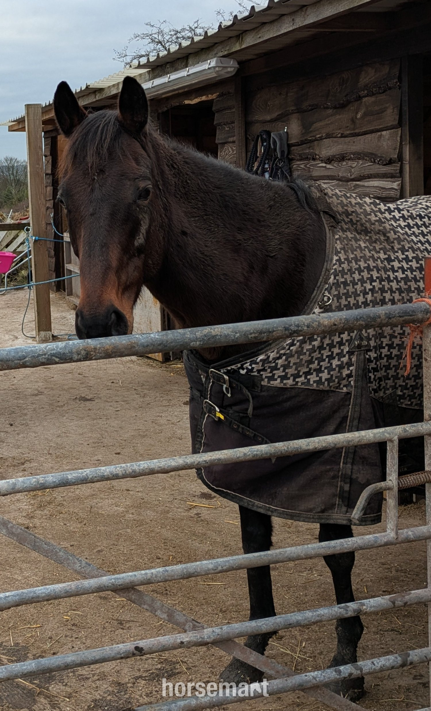 "Hattie" Bay Mare Happy Hacker - Happy Hackers in 