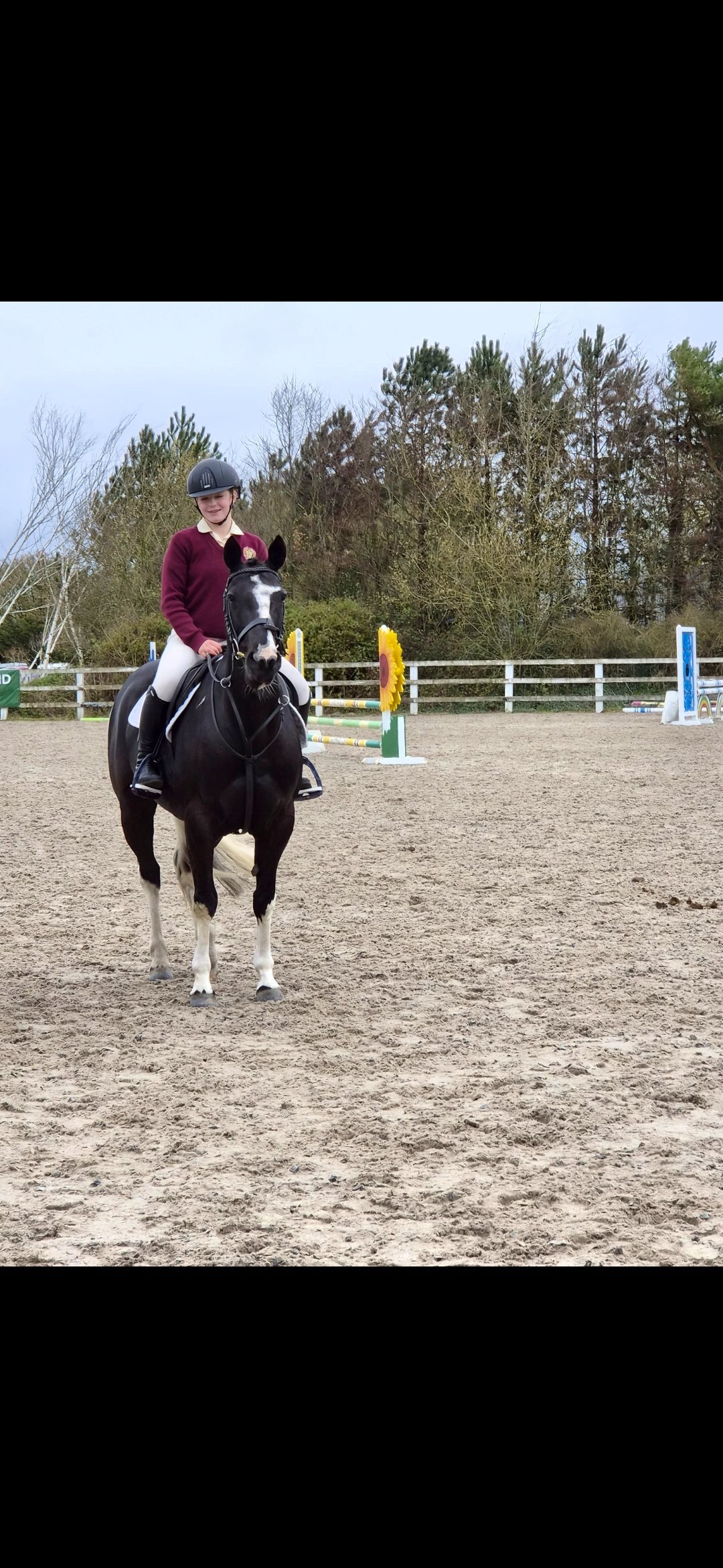 All Rounders  - "Indy" Coloured Mare All Rounder