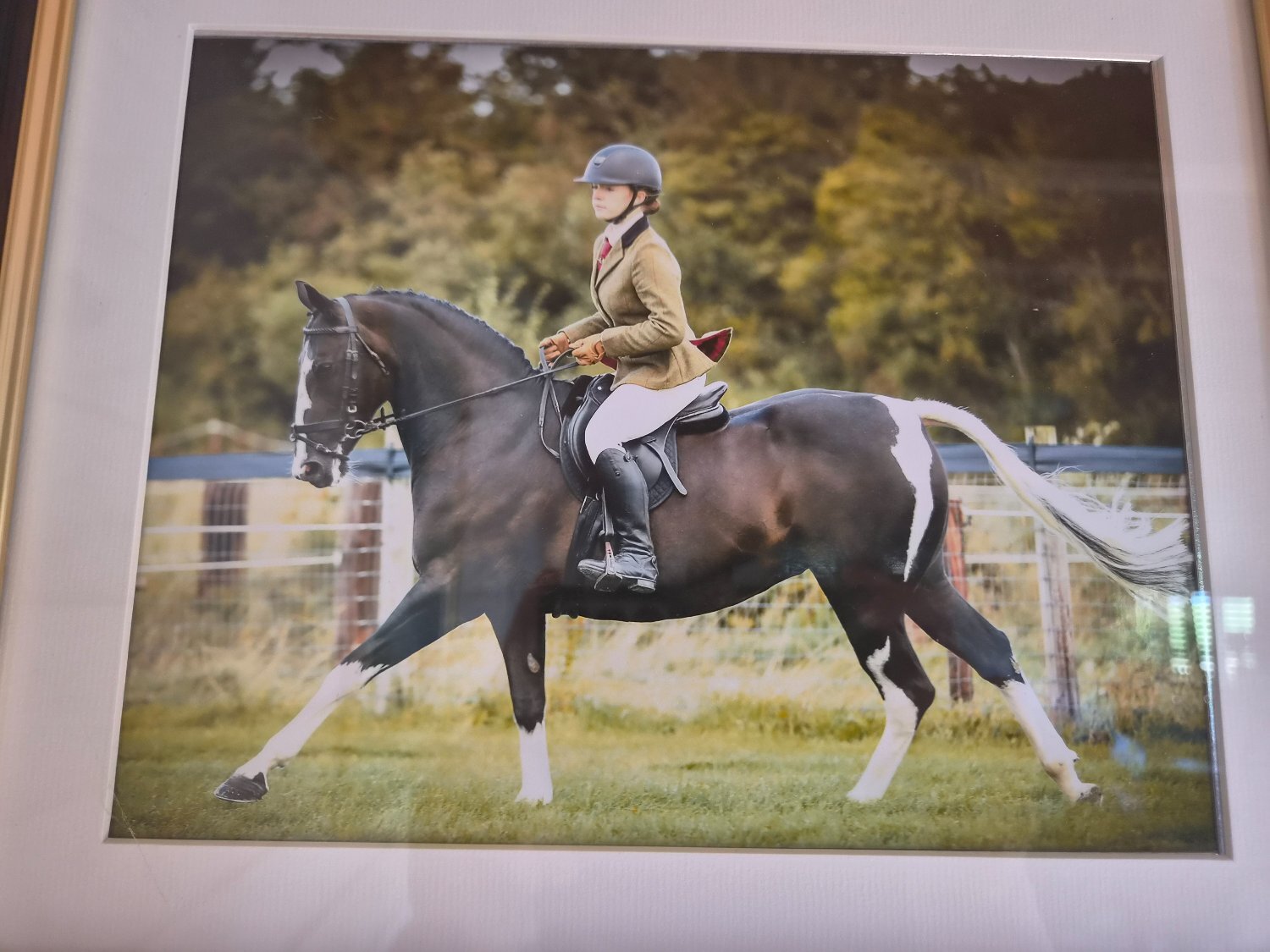 "Indy" Coloured Mare All Rounder - All Rounders 