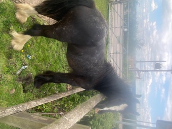 "-" Other Colour Colt Cob/Heavy Horse