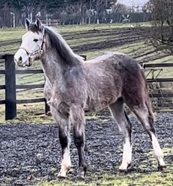 "Big Dollar Bill " Grey Colt Young Sport Horse