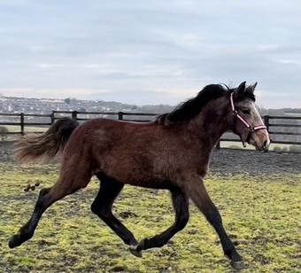 "SHONA" Bay Roan Filly Young Sport Horse