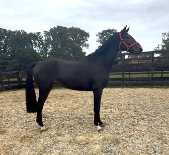 "Bert" Dark Bay Gelding Young Sport Horse