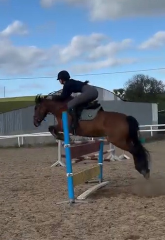"Millie" Bay Mare Pony Club Pony