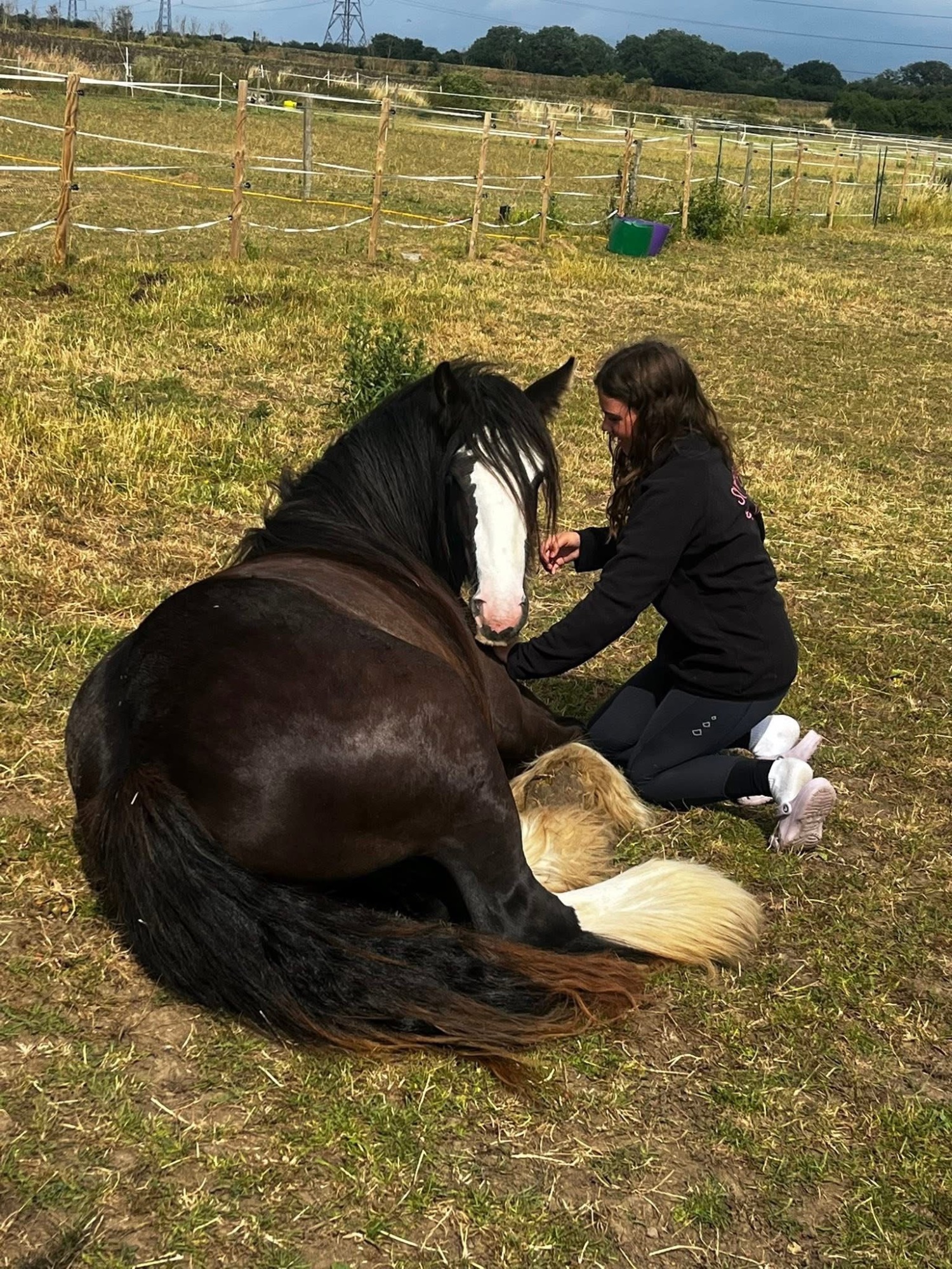 Cobs & Heavy Horses  - "Polly" Black Mare Cob/Heavy Horse