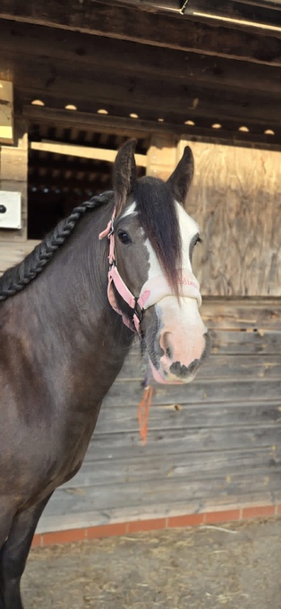 "Polly" Black Mare Cob/Heavy Horse